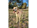 Adopt Trooper a Yellow Labrador Retriever