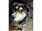 Adopt Blaze a Husky, Alaskan Malamute