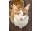 Jessie, Domestic Shorthair For Adoption In Cary, North Carolina