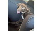 Bailey, Labrador Retriever For Adoption In Harrison, Arkansas