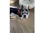 Emma Gene Ky3937, Boston Terrier For Adoption In Maryville, Tennessee