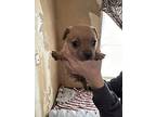 Peep, Jack Russell Terrier For Adoption In Shawnee, Oklahoma