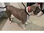 Pickle, American Pit Bull Terrier For Adoption In Pomona, California