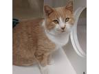 Fish Stick, Domestic Shorthair For Adoption In Marshfield, Wisconsin