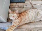 Maverick Aka Mav, Domestic Shorthair For Adoption In Wyandotte, Michigan