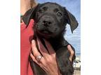 Ben, Dachshund For Adoption In Corona, California