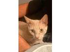 Kahlua, American Shorthair For Adoption In Lakeland, Florida