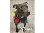 Molly, American Pit Bull Terrier For Adoption In Valparaiso, Indiana