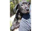 Jupiter 39277, Labrador Retriever For Adoption In Prattville, Alabama