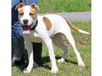 Joey 39265, Labrador Retriever For Adoption In Prattville, Alabama