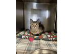 Mello, Domestic Shorthair For Adoption In Madison Heights, Michigan