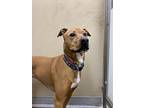 Kehlani, Staffordshire Bull Terrier For Adoption In Albuquerque, New Mexico