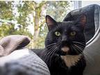 Mylo, Domestic Shorthair For Adoption In Portland, Oregon