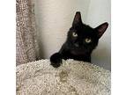 Slim Jim, Domestic Shorthair For Adoption In Portland, Oregon