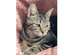 Mae, Domestic Shorthair For Adoption In Portland, Oregon