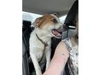 Maya, Jack Russell Terrier For Adoption In Zebulon, North Carolina