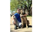 Adopt Pierre a German Shepherd Dog