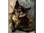 Dolly B, Domestic Shorthair For Adoption In Somerset, Kentucky