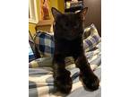 Mr. Tumnus, Domestic Shorthair For Adoption In Barrie, Ontario