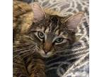 Channing, Domestic Shorthair For Adoption In Buhl, Idaho