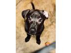 Adopt Quest Love a Black Labrador Retriever