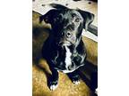 Adopt Vainilla a Black Labrador Retriever