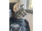 Maraca, Domestic Shorthair For Adoption In Edmonton, Alberta