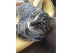 Harmonica, Domestic Shorthair For Adoption In Edmonton, Alberta