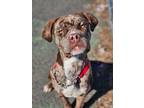 Adopt Serenade a Mastiff, Boxer