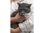 Adopt Duke a American Shorthair