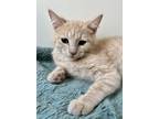 Adopt Nicolas a Tabby