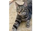 Adopt Robbie a Tabby