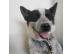 Adopt Baker a Australian Cattle Dog / Blue Heeler