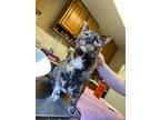 Otylia, Domestic Shorthair For Adoption In Barron, Wisconsin