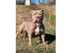 Miss Piggie, American Pit Bull Terrier For Adoption In Elkhorn, Wisconsin