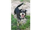 Zena, Terrier (unknown Type, Small) For Adoption In Pattison, Texas