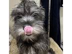 Canterbury Moon Licht (112)_5, Schnauzer (standard) For Adoption In Loxahatchee