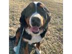 Bernese Mountain Dog Puppy for sale in Newton, KS, USA