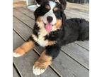 Bernese Mountain Dog Puppy for sale in Newton, KS, USA