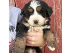 Bernese Boy