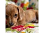 Dachshund Puppy for sale in Judsonia, AR, USA