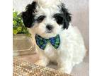 Shih-Poo Puppy for sale in Hawarden, IA, USA