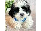 Shih-Poo Puppy for sale in Hawarden, IA, USA