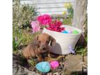 Dachshund Puppy for sale in Nappanee, IN, USA