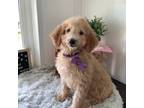 Goldendoodle Puppy for sale in Baltic, OH, USA