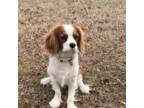 Cavalier King Charles Spaniel Puppy for sale in Fredericksburg, VA, USA