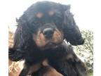 Cavalier King Charles Spaniel Puppy for sale in Fredericksburg, VA, USA