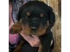 Rottweiler Puppy for sale in Ellenville, NY, USA