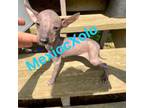 Mutt Puppy for sale in Laredo, TX, USA