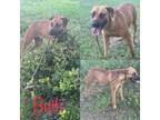 Adopt Beth a Black Mouth Cur